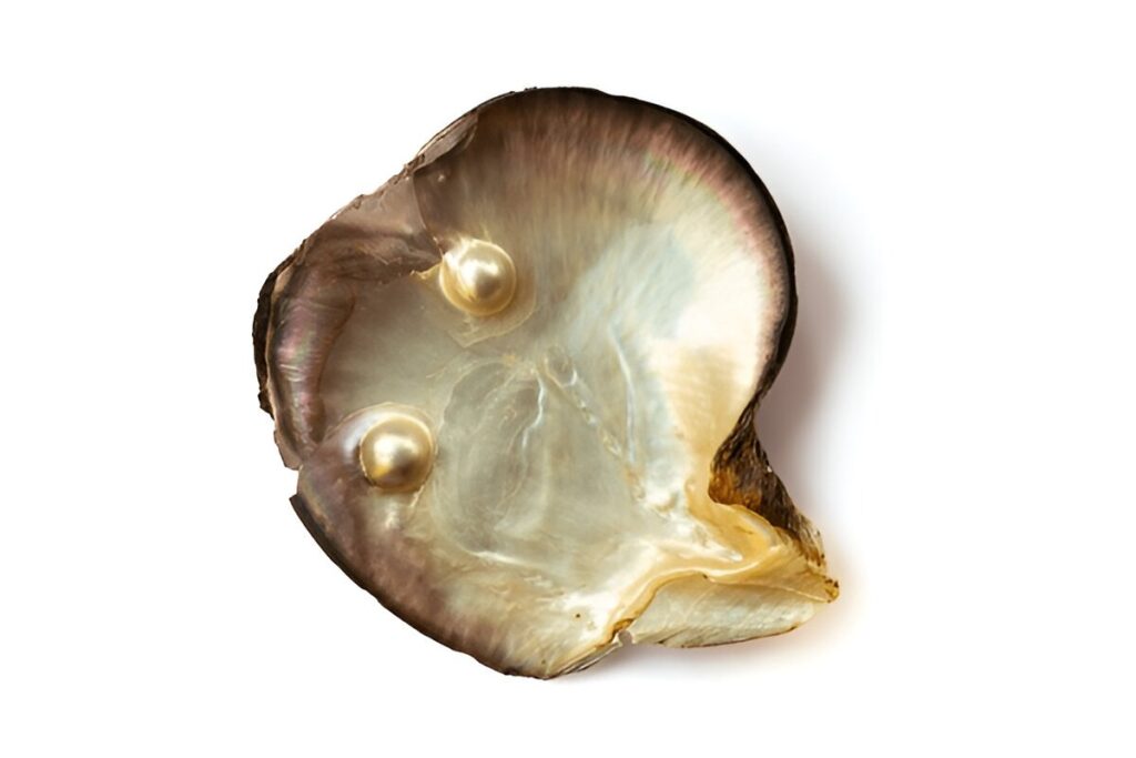 Mother of pearl oyster, with two pearls, isolated on white background